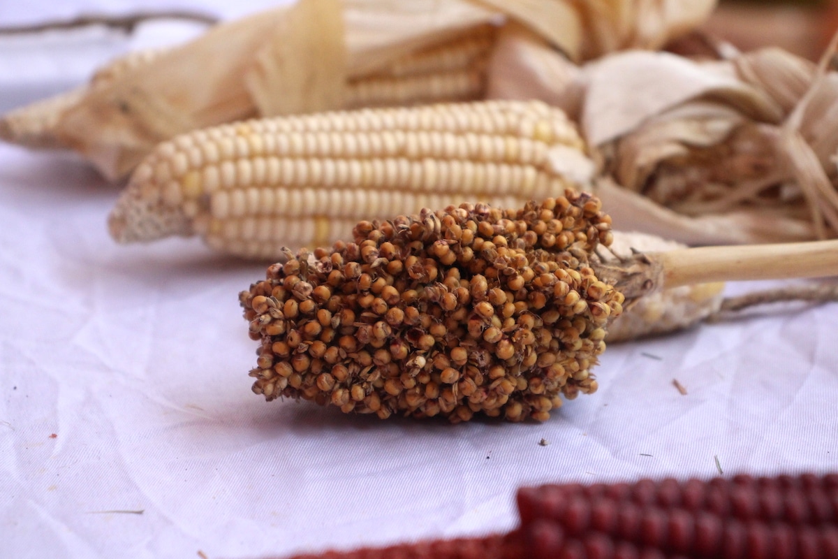 We have arranged this seed mela exclusively for farmers to share seeds and knowledge. said Ram Krishna Reddy, Chairman, SSIAST